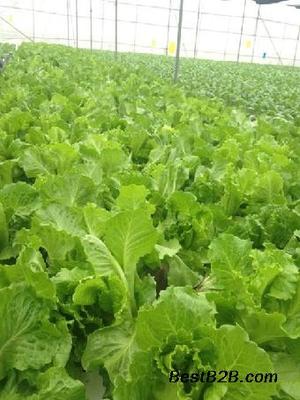 蘿崗無(wú)公害蔬菜配送 碧溪餐飲以誠(chéng)信經(jīng)營(yíng)守護(hù)健康餐桌